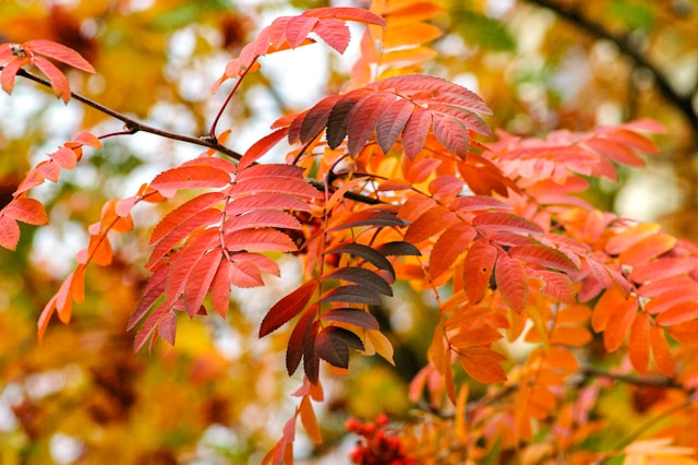秋の樹木の紅葉
