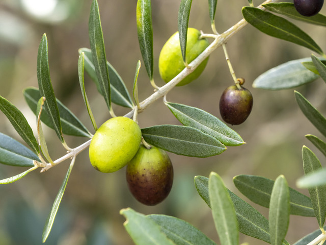 オリーブの実